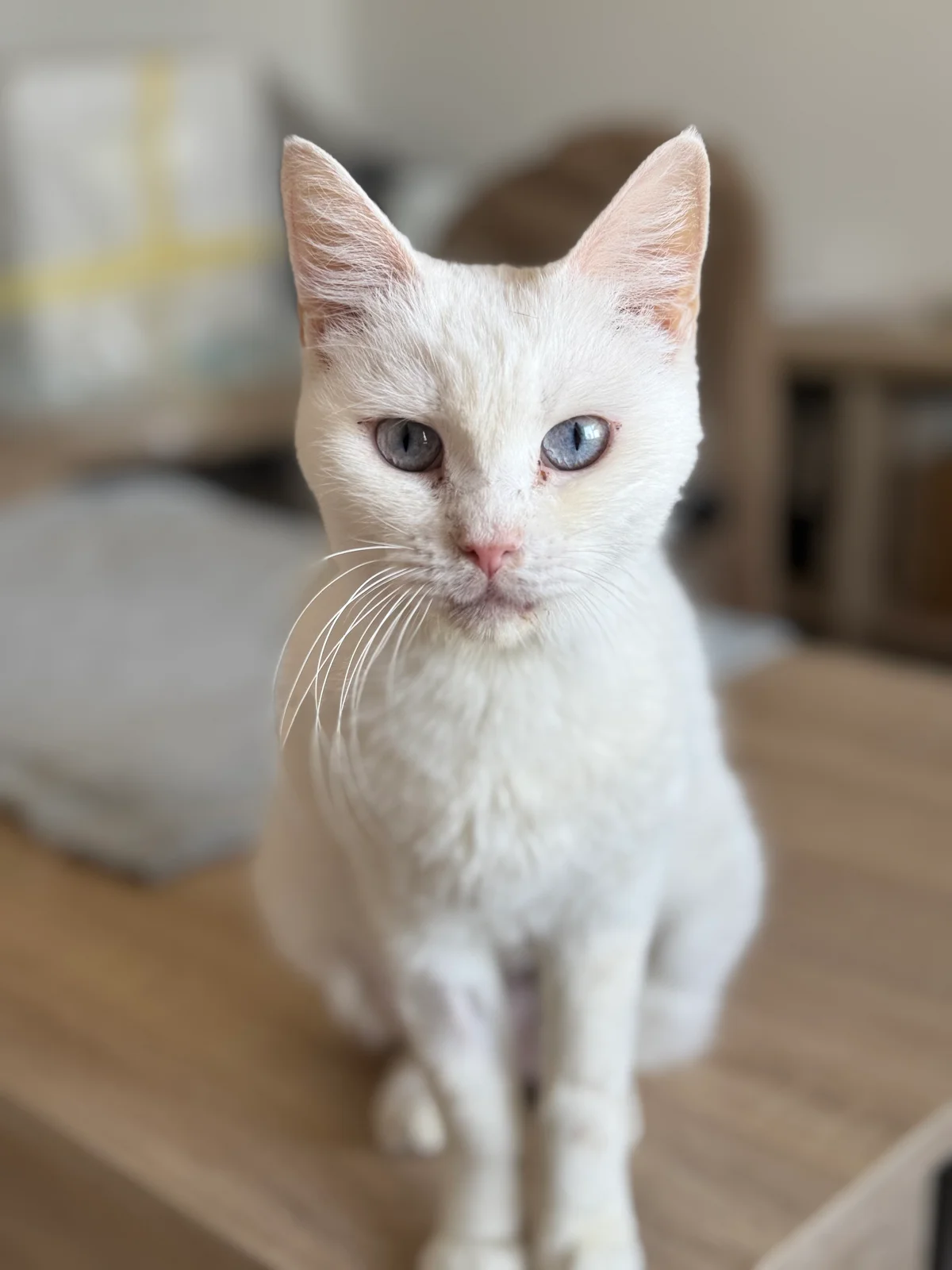 Bianca