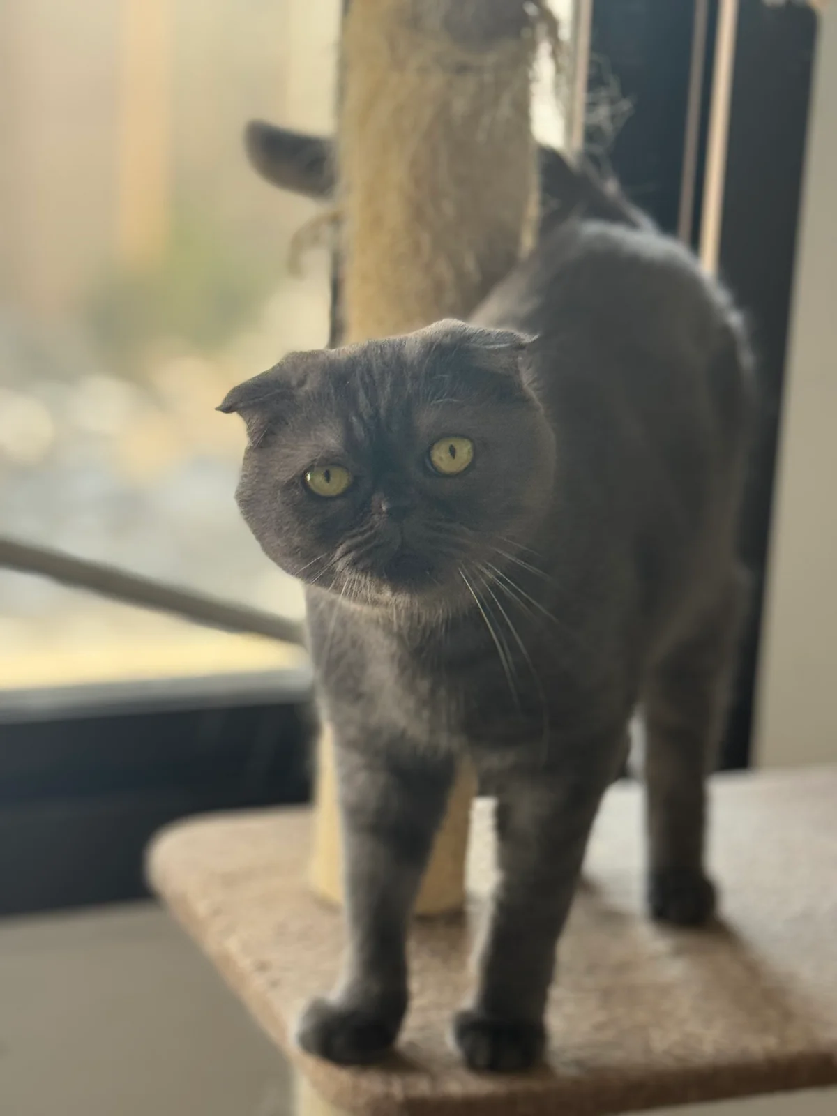 Mia